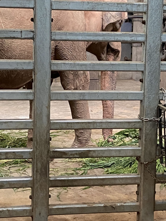 比較上海迪士尼，遛娃更值得去的地方- 上海動物園🐯🐼