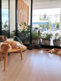 Mali Cat Cafe เป็นคาเฟ่แมวที่อยู่ตรงข้าม ม.บูรพา