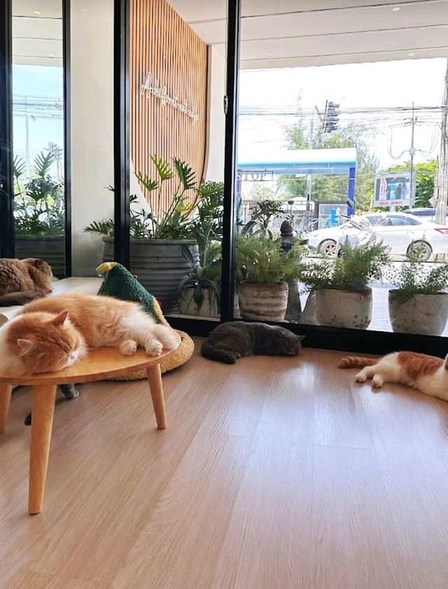 Mali Cat Cafe เป็นคาเฟ่แมวที่อยู่ตรงข้าม ม.บูรพา