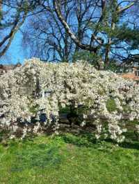 Gorsedd Gardens Raod