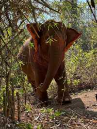 Elephant Hugs and Mud Baths