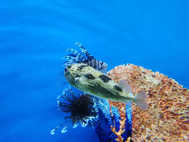 Cebu Ocean Park