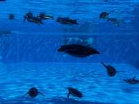 神戸市立須磨海浜水族園 Kobe Suma Seaworld