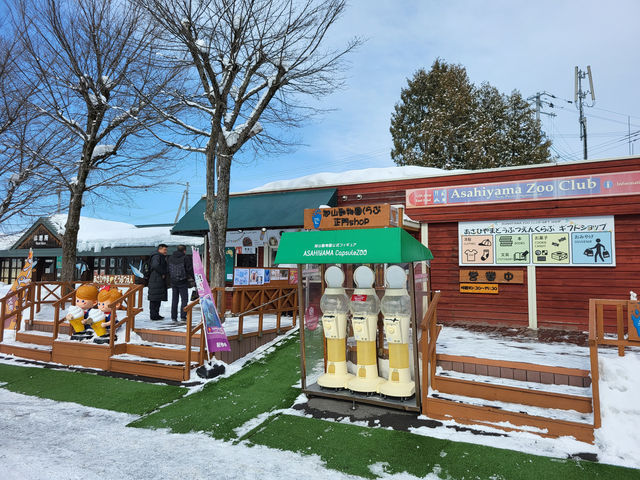跟著企鵝走！北海道高人氣旭山動物園雪季巡禮