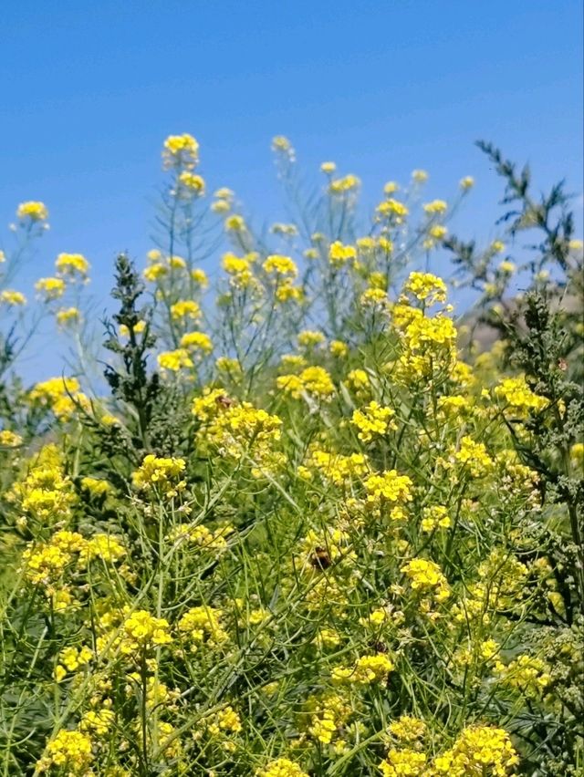 Guardians of Stone Spring: The Golden Hour of Wild Rapeseed