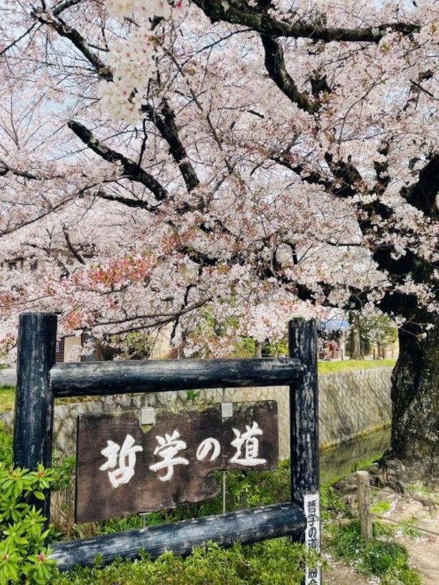京都必去景點（七）哲學之道⛩️京都漫步  