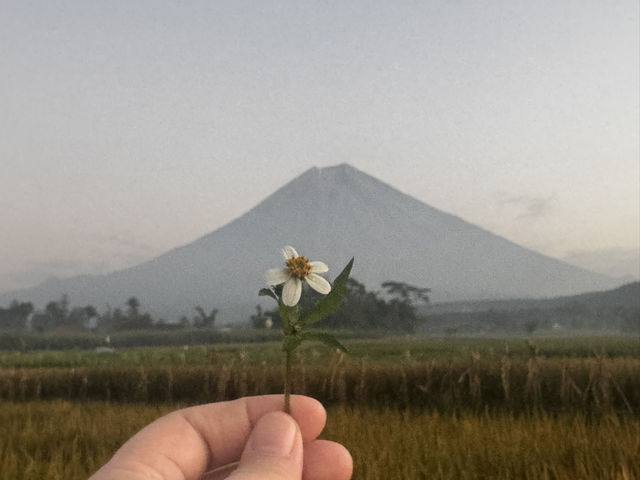 Bromo Kawah ijen Madakaripura Tumpaksewu Trip 