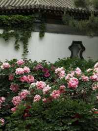 Yiyun Peony Garden 🍃 