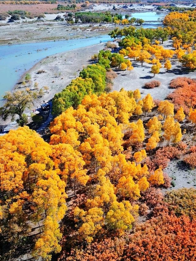 Golden Trees & Desert Vibes. Ejin Banner Totally Blew My Mind