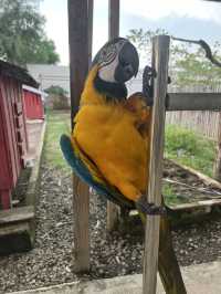 Batam Zoo -kids paradise