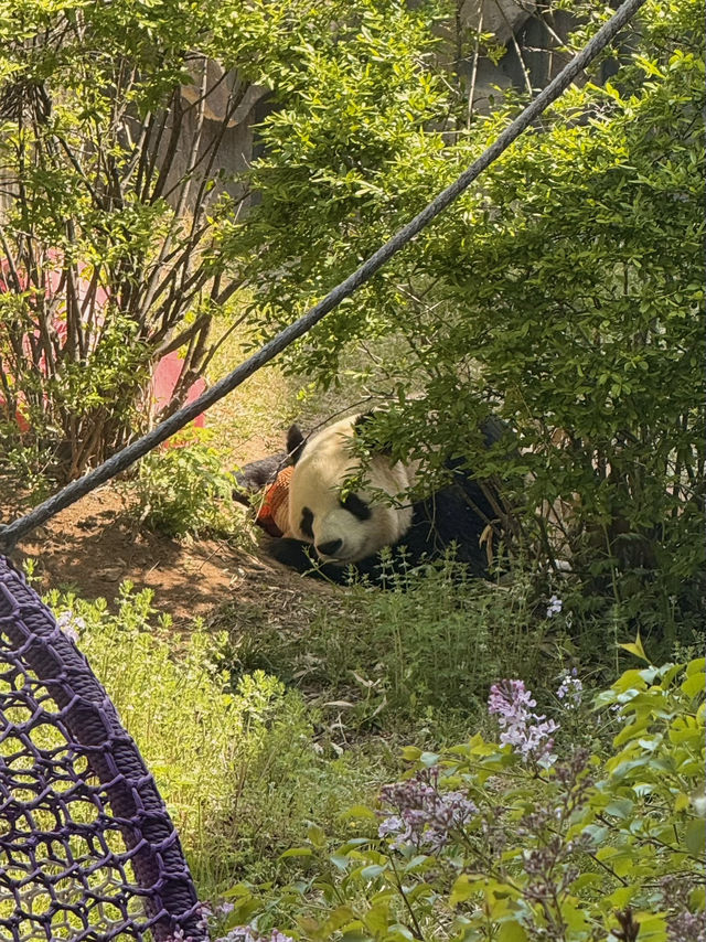 Let's chat about the zoo! 🐯