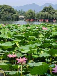 Lotus at Xiling Bridge– Hangzhou’s Most Literary Waterscape