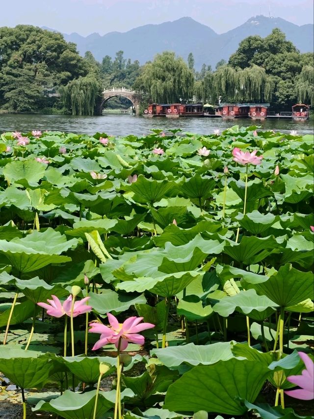 Lotus at Xiling Bridge– Hangzhou’s Most Literary Waterscape