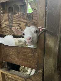 【神奈川県】入場無料の広々牧場🐮