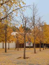 Autumn Splendor at Chaoyang Park