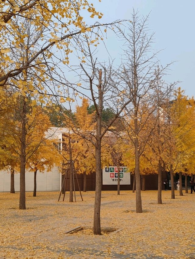 Autumn Splendor at Chaoyang Park