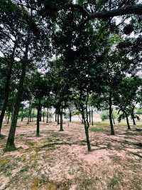 静けさと未来都市が交差する場所、Cyberjaya Lake Gardens散策記