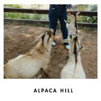 🦙 Alpaca Hill – ฟาร์มสุขใจในสวนผึ้ง