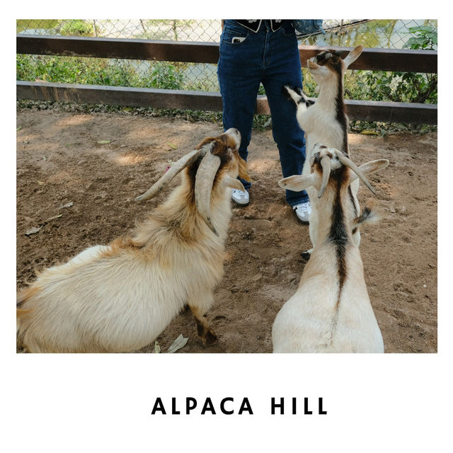 🦙 Alpaca Hill – ฟาร์มสุขใจในสวนผึ้ง