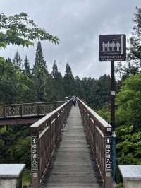 🌲 Walk Among the Clouds: Alishan Suspension Bridge