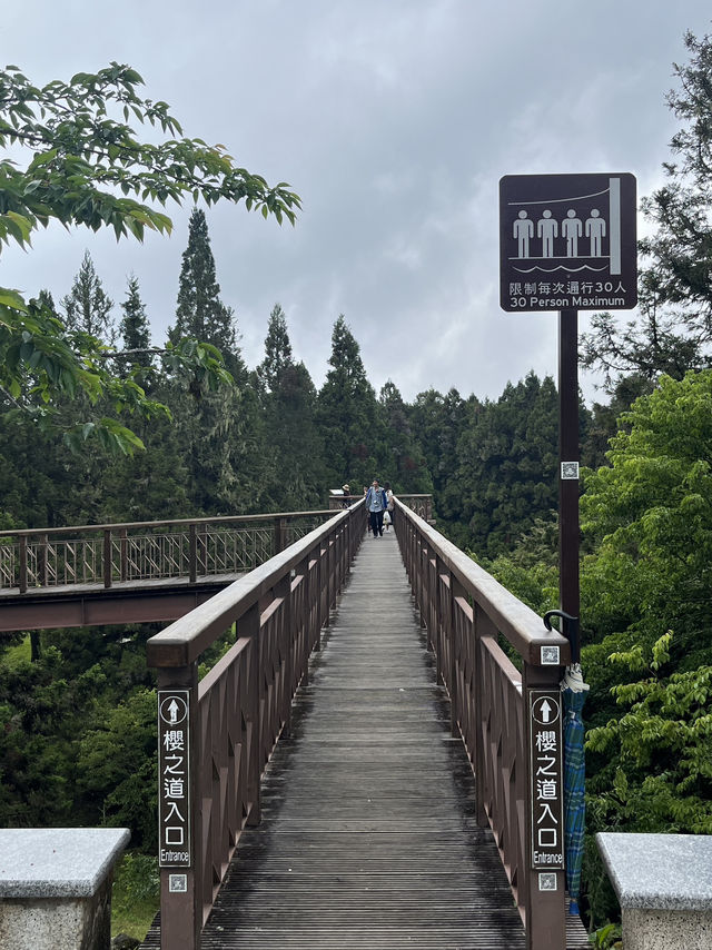 🌲 Walk Among the Clouds: Alishan Suspension Bridge