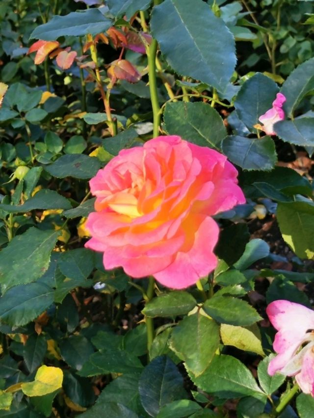 Bern's Rose Garden: A Floral Paradise Where Blooms and Beauty Intertwine