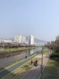 🌸 봄바람 타고 벚꽃길 산책, 동래 온천천벚꽃축제