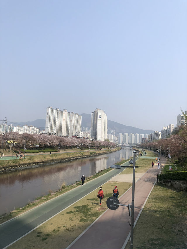 🌸 봄바람 타고 벚꽃길 산책, 동래 온천천벚꽃축제