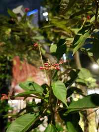カンフー気分のお茶タイムと、夜風が心地よいスケートナイト