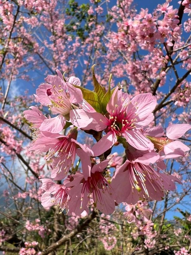 🌸ชมดอกซากุระบานที่ดอยอินทนนท์ 