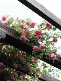 A house that remember roses 🌹 