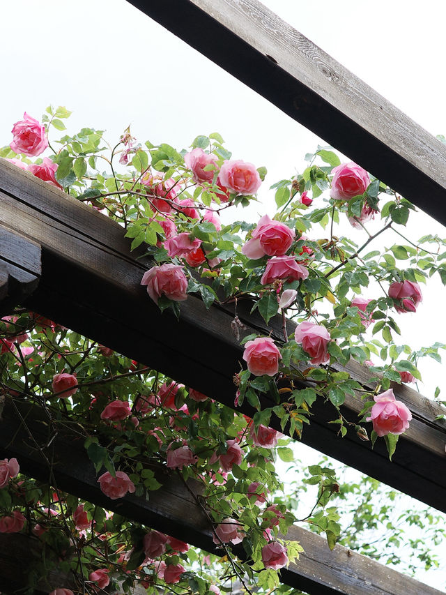 A house that remember roses 🌹 