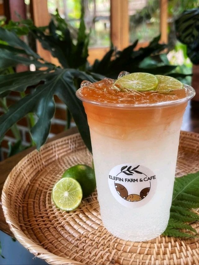 เอเลฟิน ฟาร์ม แอนด์ คาเฟ่ เอเลฟิน ฟาร์ม แอนด์ คาเฟ่