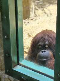 귀여움 한가득 에버랜드 뿌시기🎡