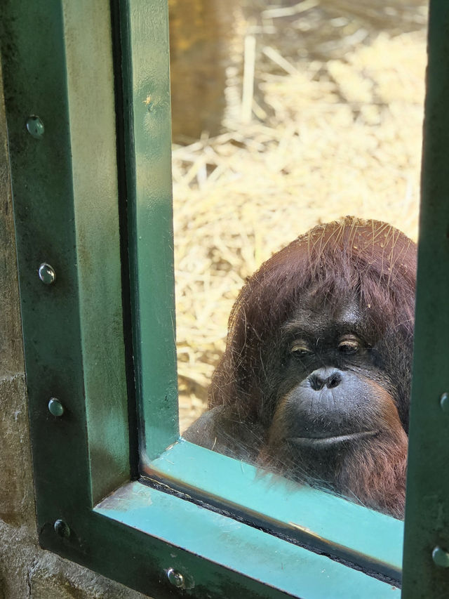 귀여움 한가득 에버랜드 뿌시기🎡