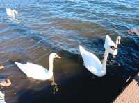 Swan Lake ที่ Lake Yamanakako