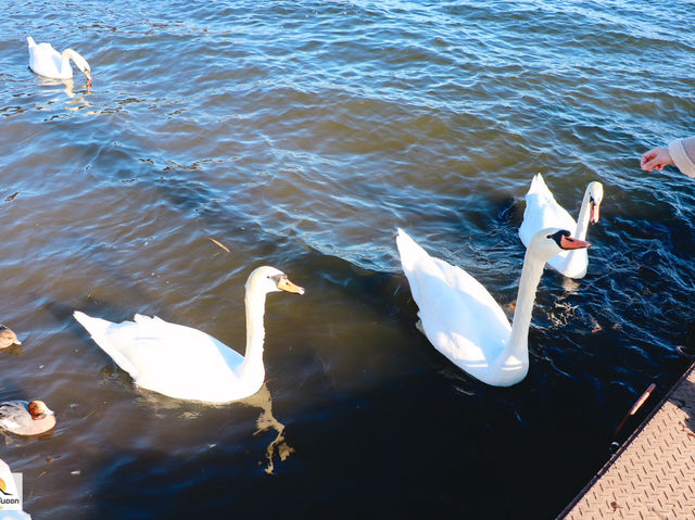 Swan Lake ที่ Lake Yamanakako
