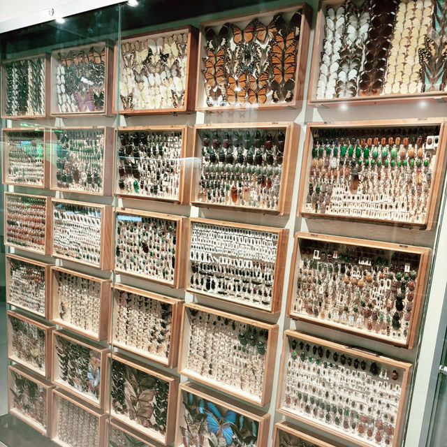 理科好きになる🦋メルボルン博物館で出会う小さな宇宙 ― 昆虫標本展示