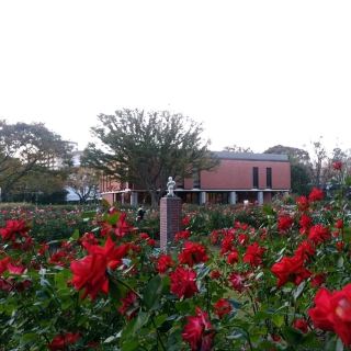 A moment surrounded by colorful roses