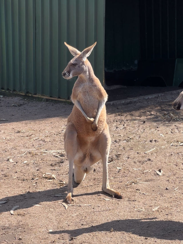伯斯袋鼠🦘