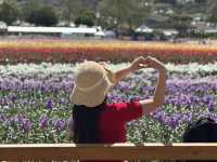 🌸 봄을 수놓는 카르즈배드 플라워 필즈 (Carlsbad Flower Fields)