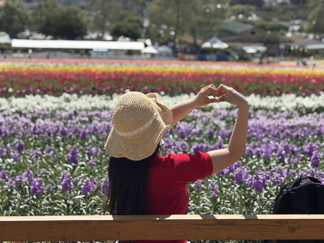 🌸 봄을 수놓는 카르즈배드 플라워 필즈 (Carlsbad Flower Fields)