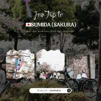 🌸 Sumida Park – ซากุระคู่ตึก Tokyo Skytree