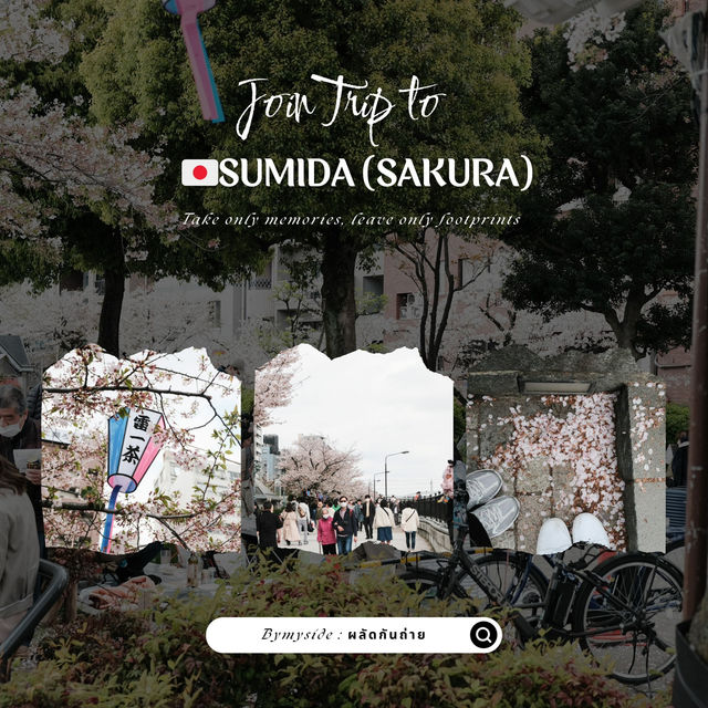 🌸 Sumida Park – ซากุระคู่ตึก Tokyo Skytree