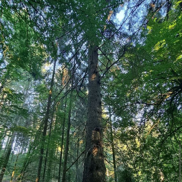 Rold Skov