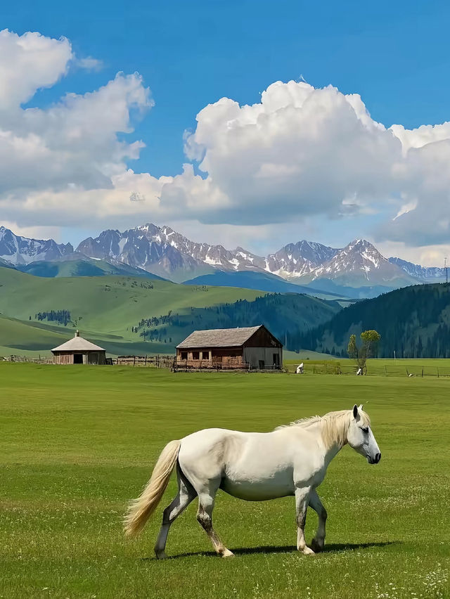 Xinjiang 🌲 Xinjiang 🌲