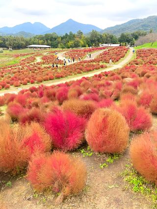 Kagawa Prefecture, Mannou Town┃Autumn! 6,000 Kochia plants