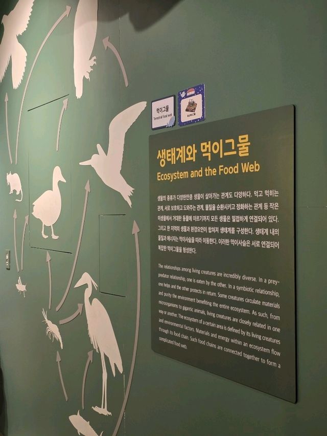 🕸️ 생명의 연결고리, 생태계와 먹이그물 전시