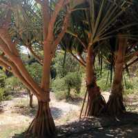 Jardín Botánico Histórico La Concepción