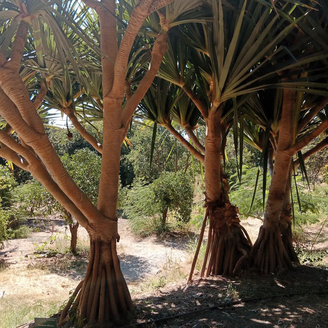 Jardín Botánico Histórico La Concepción